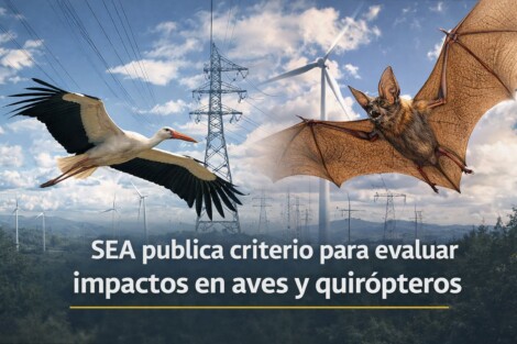 impacto ambiental en aves y quirópteros